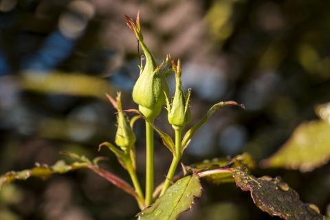 Roses Budding