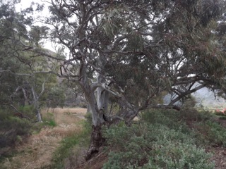 Magnificent Eucalypt Trees in Burra Gorge